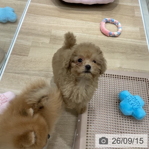 福岡県のトイプードル(トイ) (ペットプラス 八幡東店/2026年7月10日生まれ/男の子/アプリコット)の子犬の3枚目の画像