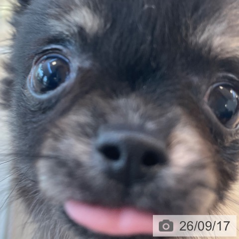 チワワの写真
