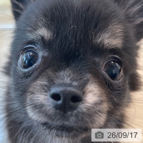チワワの写真