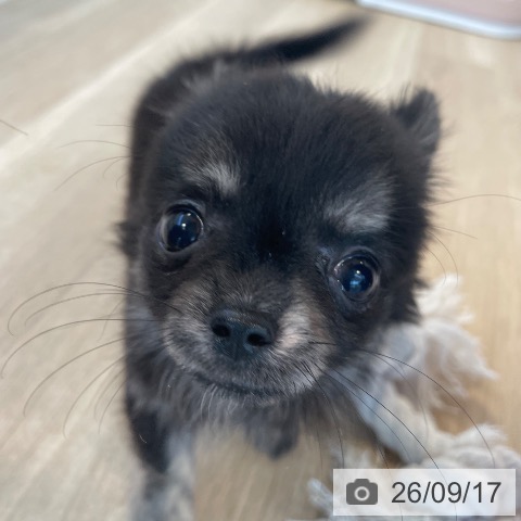 福岡県のチワワ(ロング) (ペットプラス ららぽーと福岡店/2026年7月7日生まれ/女の子/ブラックタン)の子犬の4枚目の画像