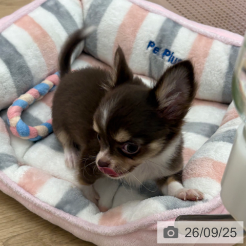 宮崎県のチワワ(ロング) (ペットプラス 宮崎店/2026年7月7日生まれ/女の子/チョコレートタンホワイト)の子犬の4枚目の画像