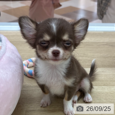 宮崎県のチワワ(ロング) (ペットプラス 宮崎店/2026年7月7日生まれ/女の子/チョコレートタンホワイト)の子犬の3枚目の画像