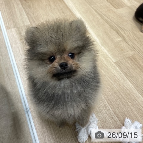 ポメラニアンの写真