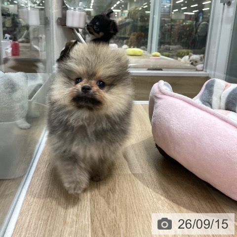 ポメラニアンの写真