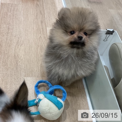 ポメラニアンの写真