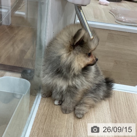 ポメラニアンの写真
