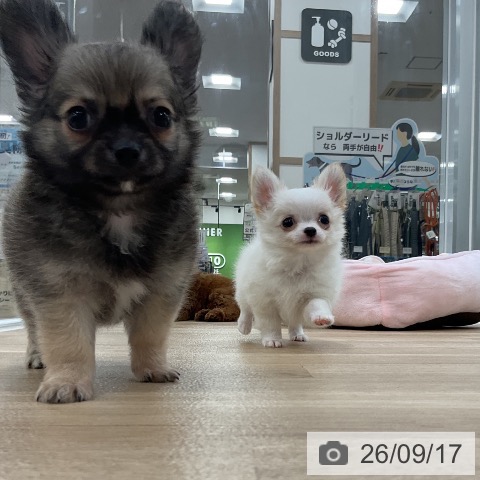 チワワの写真