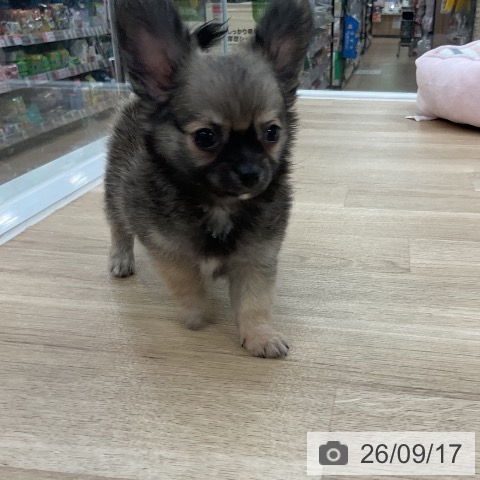 チワワの写真