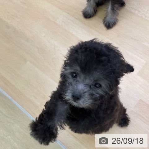 福岡県のトイプードル(トイ) (ペットプラス 福岡店/2026年7月8日生まれ/女の子/シルバー)の子犬の4枚目の画像