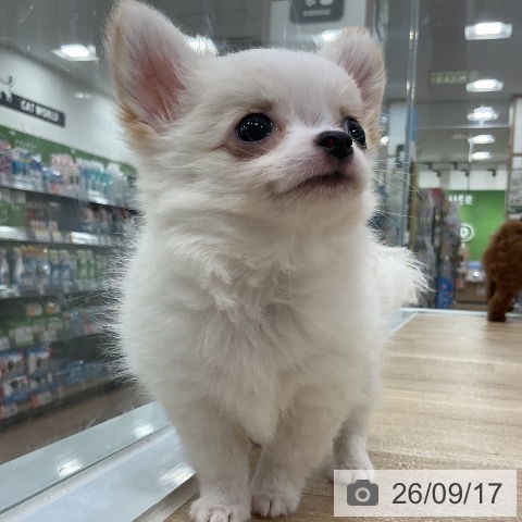 福岡県のチワワ(ロング) (ペットプラス 香椎浜店/2026年7月12日生まれ/男の子/クリームホワイト)の子犬の4枚目の画像