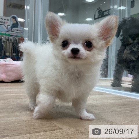 福岡県のチワワ(ロング) (ペットプラス 香椎浜店/2026年7月12日生まれ/男の子/クリームホワイト)の子犬の3枚目の画像