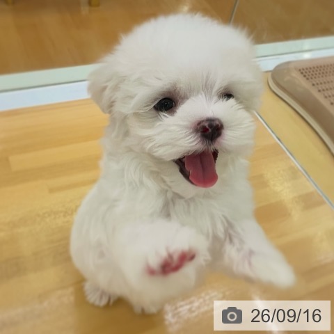 マルチーズの写真
