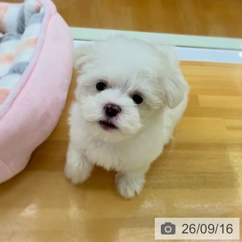 マルチーズの写真