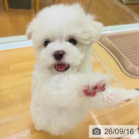 マルチーズの写真