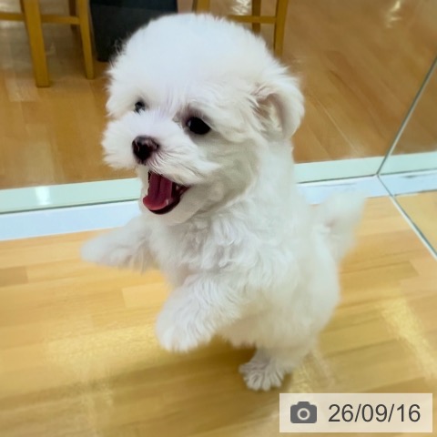 マルチーズの写真