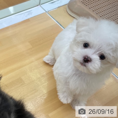 マルチーズの写真