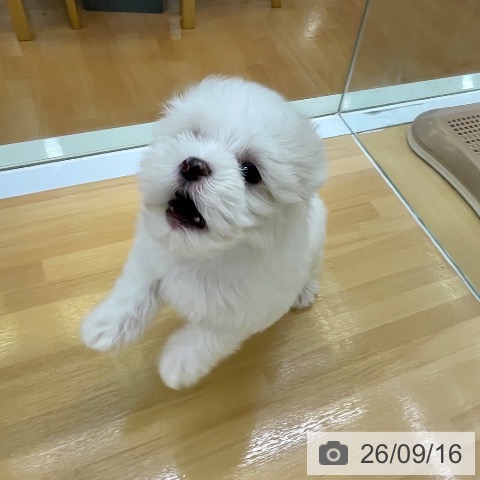 マルチーズの写真