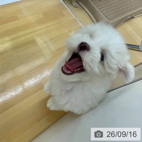 マルチーズの写真