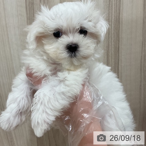 福岡県のマルチーズ (ペットプラス 香椎浜店/2026年7月6日生まれ/男の子/ホワイト)の子犬の4枚目の画像