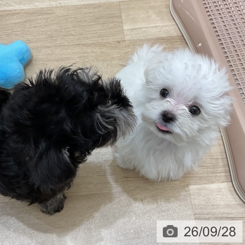 福岡県のマルチーズ (ペットプラス 香椎浜店/2026年7月6日生まれ/男の子/ホワイト)の子犬の3枚目の画像