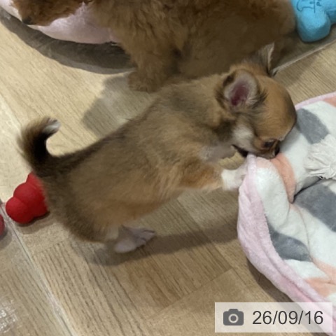 チワワの写真