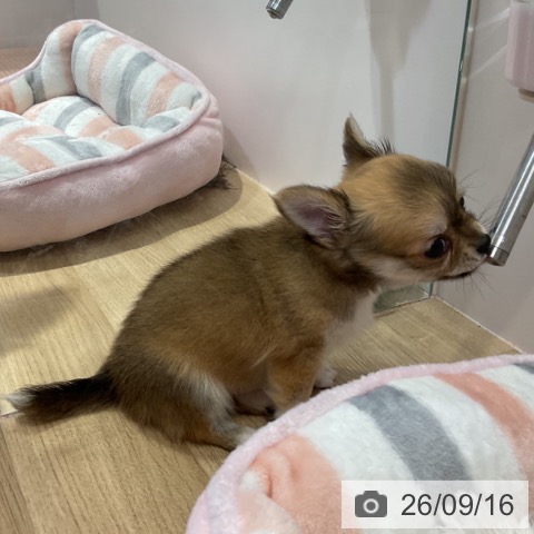 チワワの写真