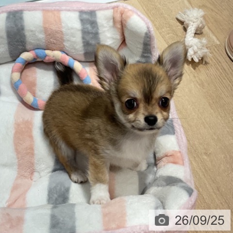 福岡県のチワワ(ロング) (ペットプラス 小倉南店/2026年7月14日生まれ/男の子/フォーンホワイト)の子犬の4枚目の画像
