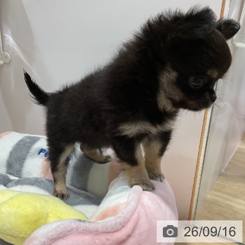 チワワの写真