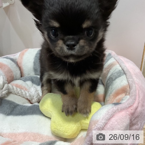 チワワの写真