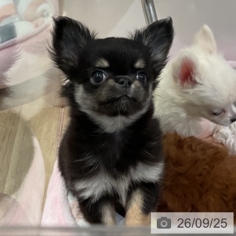 福岡県のチワワ(ロング) (ペットプラス 小倉南店/2026年7月13日生まれ/男の子/ブラックタン)の子犬の4枚目の画像