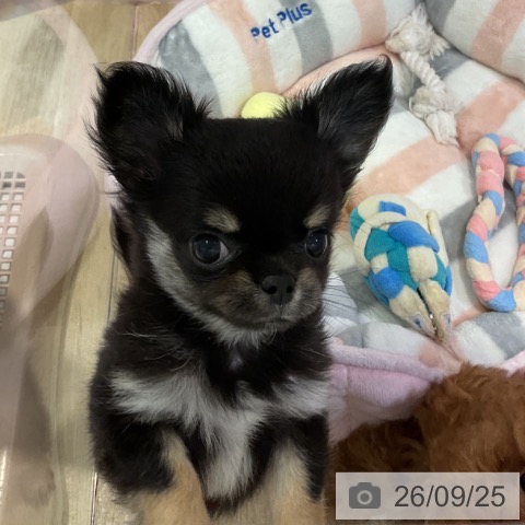 福岡県のチワワ(ロング) (ペットプラス 小倉南店/2026年7月13日生まれ/男の子/ブラックタン)の子犬の3枚目の画像