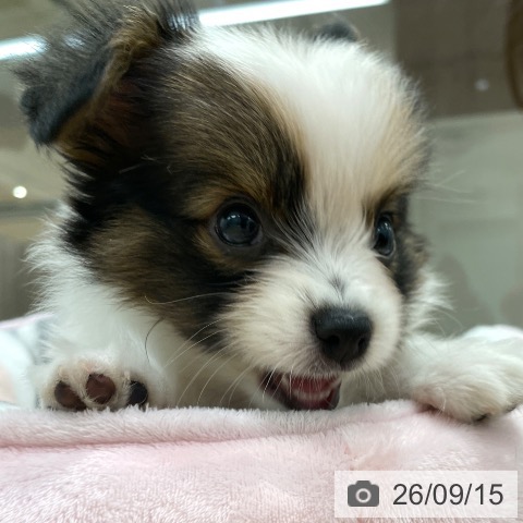 パピヨンの写真