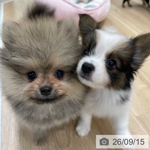 パピヨンの写真