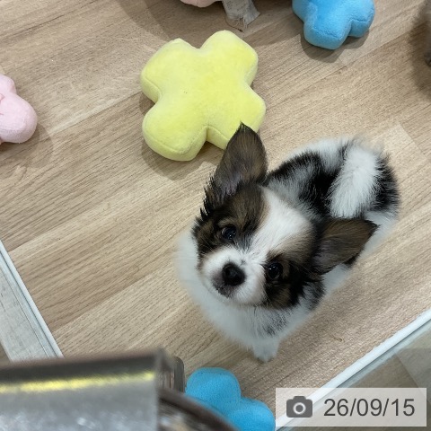 福岡県のパピヨン (ペットプラス 八幡東店/2026年7月16日生まれ/男の子/ホワイトブラウン)の子犬の4枚目の画像