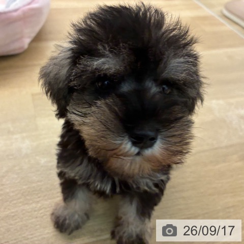 宮崎県のミニチュアシュナウザー (ペットプラス 宮崎店/2026年7月15日生まれ/女の子/ソルトペッパー)の子犬の4枚目の画像