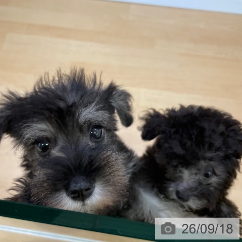 福岡県のミニチュアシュナウザー (ペットプラス 福岡店/2026年7月15日生まれ/女の子/ソルトペッパー)の子犬の4枚目の画像