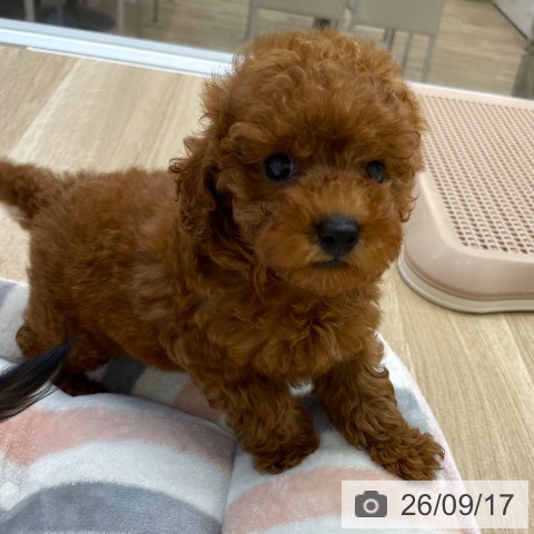 福岡県のトイプードル(トイ) (ペットプラス 春日店/2026年7月15日生まれ/男の子/レッドフォーン)の子犬の4枚目の画像