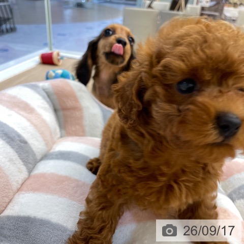 福岡県のトイプードル(トイ) (ペットプラス 春日店/2026年7月15日生まれ/男の子/レッドフォーン)の子犬の3枚目の画像