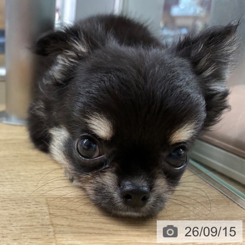 チワワの写真