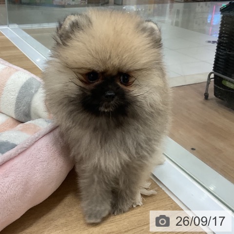 福岡県のポメラニアン (ペットプラス 香椎浜店/2026年7月15日生まれ/男の子/ウルフセーブル)の子犬の4枚目の画像