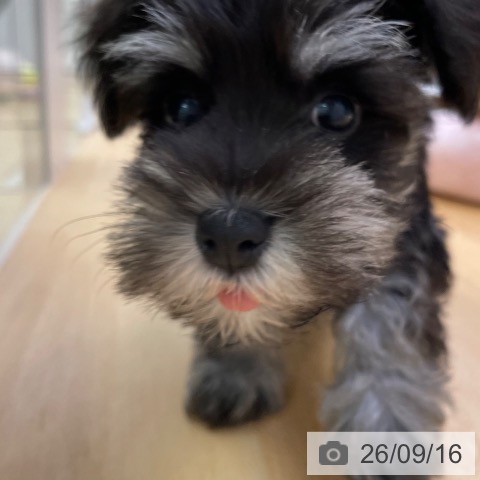 ミニチュア・シュナウザーの写真