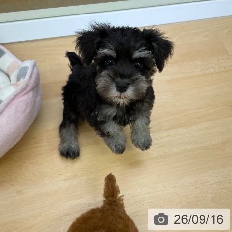 ミニチュア・シュナウザーの写真