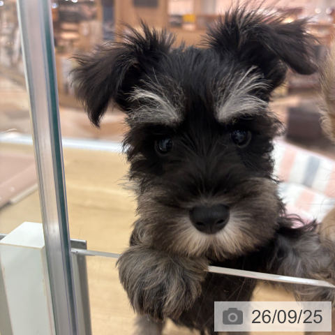 宮崎県のミニチュアシュナウザー (ペットプラス 宮崎店/2026年7月16日生まれ/男の子/ブラックシルバー)の子犬の4枚目の画像