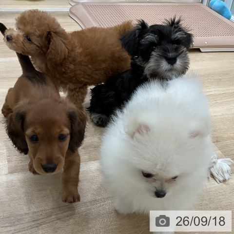ミニチュア・シュナウザーの写真