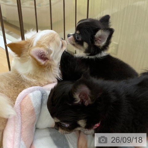 福岡県のチワワ(ロング) (ペットプラス 福岡店/2026年7月16日生まれ/男の子/ブラックタンホワイト)の子犬の4枚目の画像