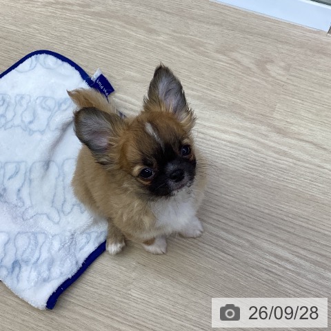 沖縄県のチワワ(ロング) (ペットプラス 沖縄ライカム店/2026年7月15日生まれ/男の子/レッドホワイト)の子犬の4枚目の画像