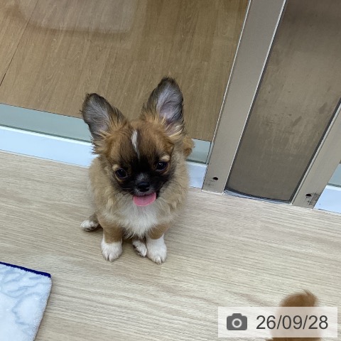 沖縄県のチワワ(ロング) (ペットプラス 沖縄ライカム店/2026年7月15日生まれ/男の子/レッドホワイト)の子犬の3枚目の画像