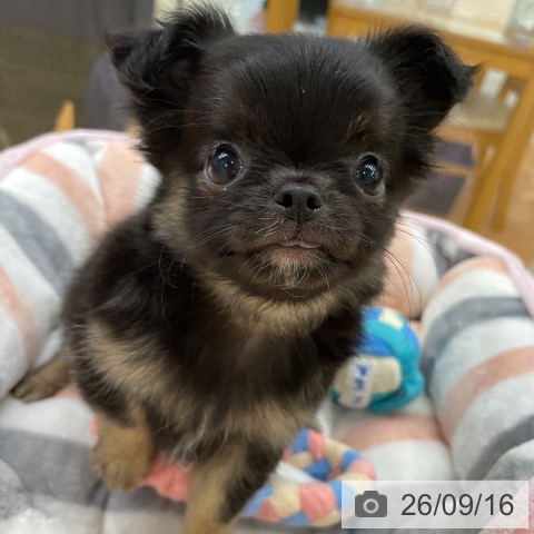 チワワの写真