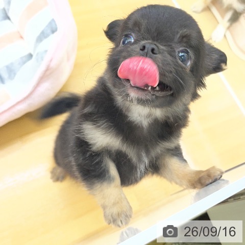 チワワの写真
