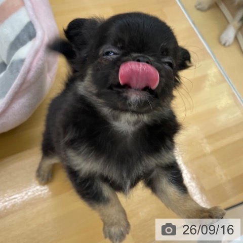 チワワの写真